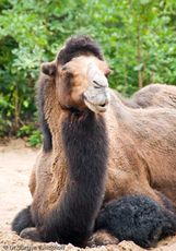 Kamel (12 von 108).jpg